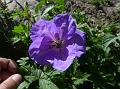 Himalayan Geranium